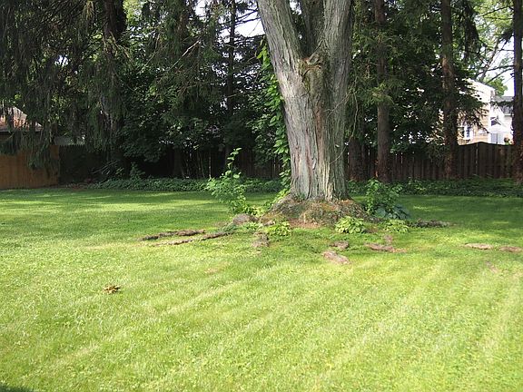 Spacious, private backyard