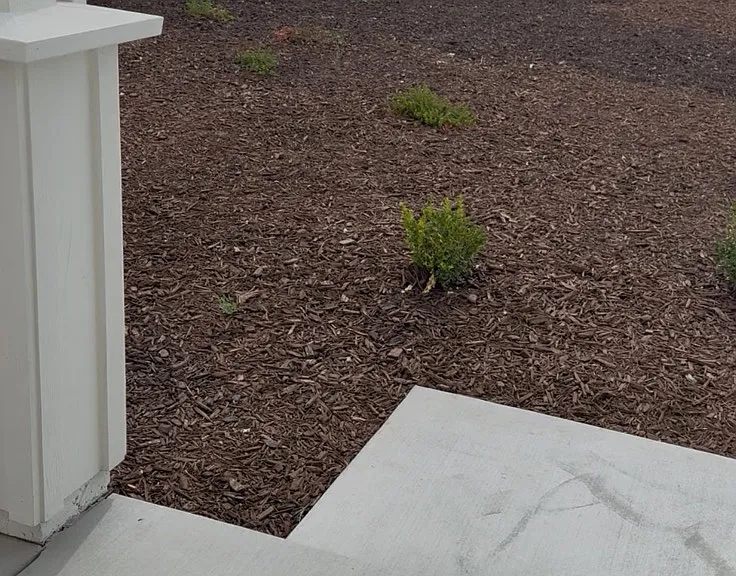 Fresh Landscaping