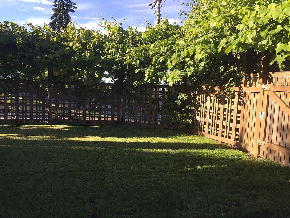 New Grass in Yard