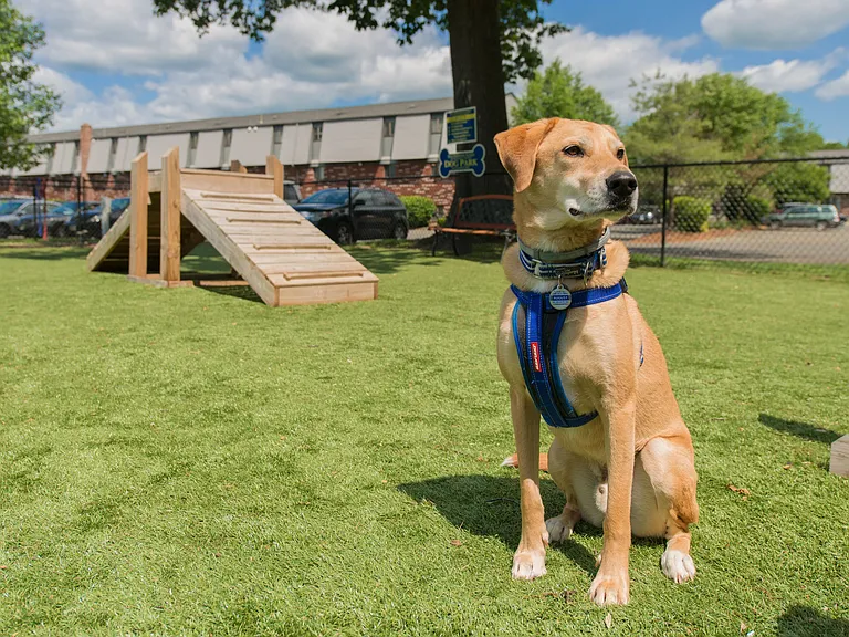 Southwood Acres welcomes your four-legged companions with pet-friendly apartments in Westfield and an off-leash dog park where tails wag with joy!