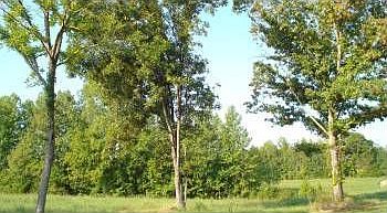 2nd image of 4220 Whitehall Rd