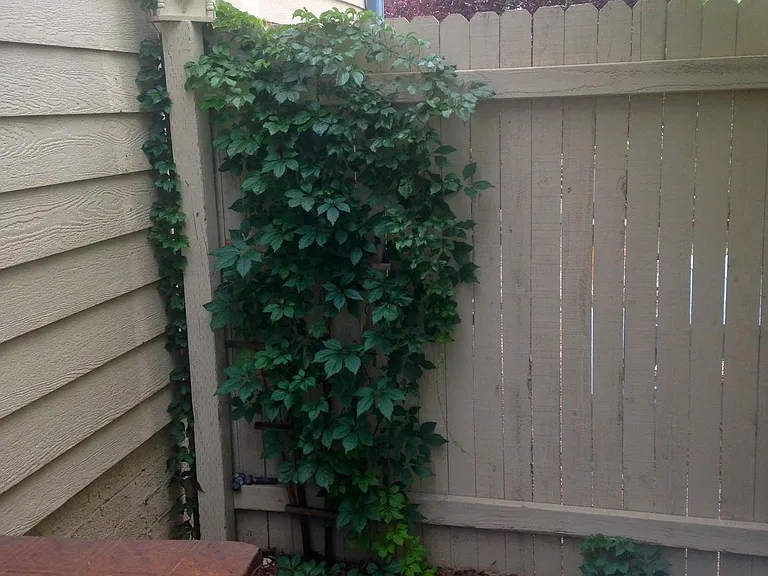 907 W Clay Ave #1 — Photo 32
