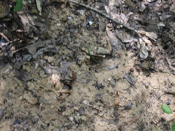 2nd image of 000 Cr 2240