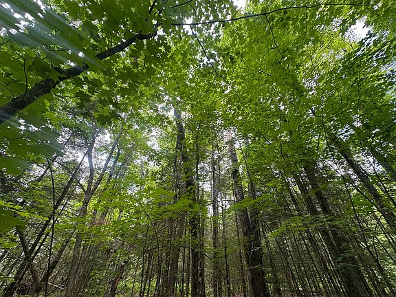 5th image of 33AC Black Forest Rd