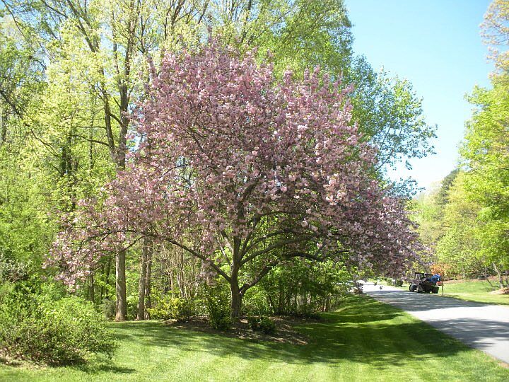 2nd image of 8816 Belhaven Ct