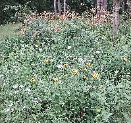 Wild flowers growing on lot.