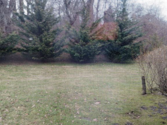 Huge yard