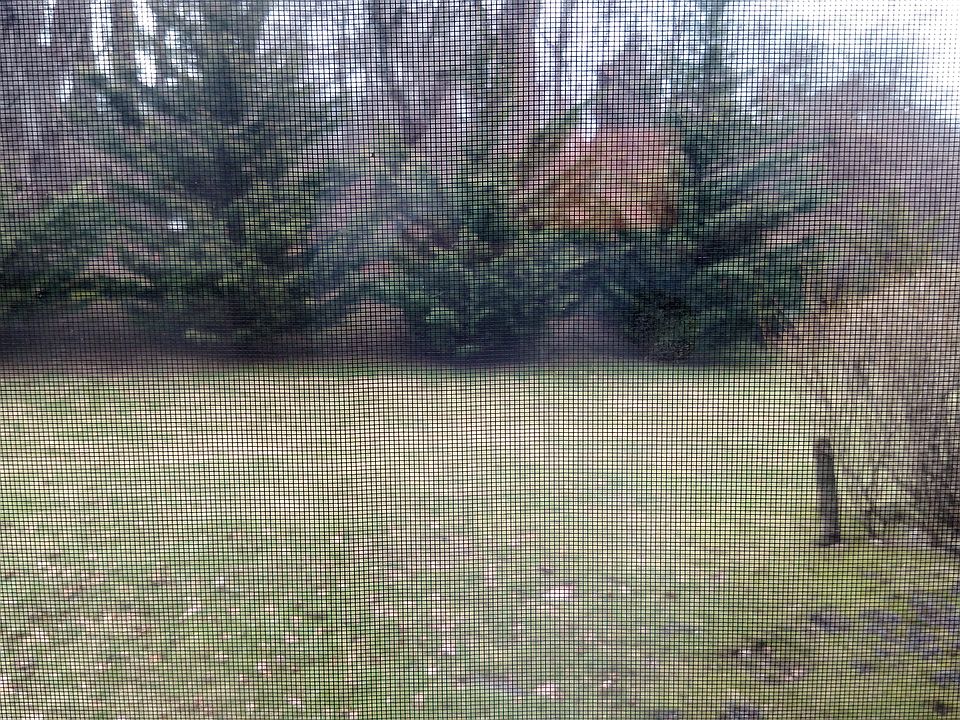 Huge yard