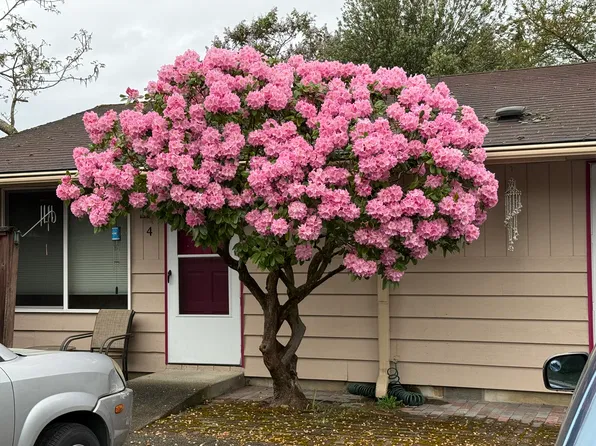 102 Pine Ave #4, Snohomish, WA 98290