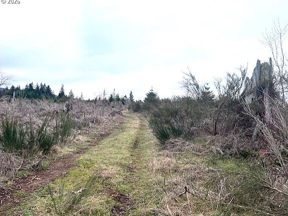 3rd image of Timber Rd