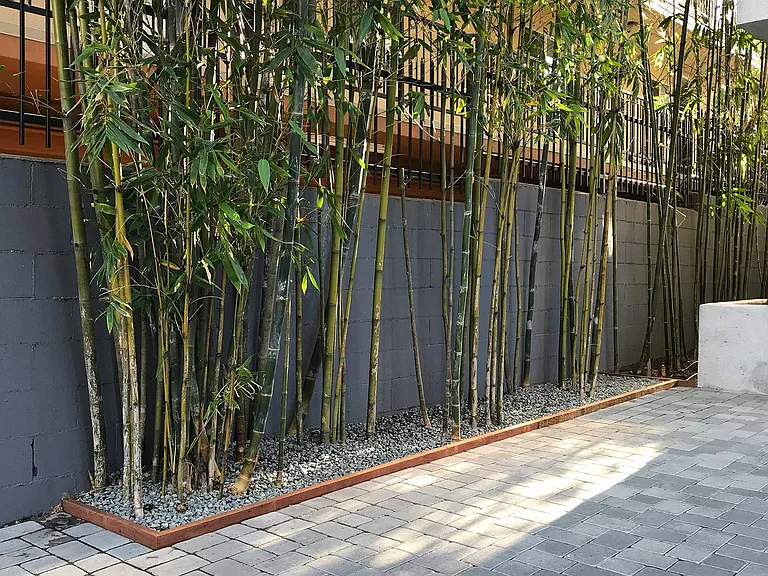 8. Bamboo Planter in Central Motor Court