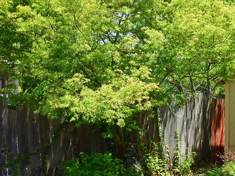 Bamboo in the backyard