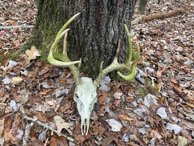 0 Dickson Rd, Sardis, TN, 38371