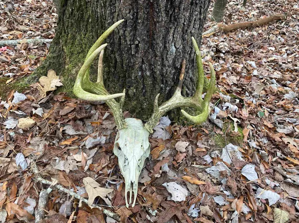 0 Dickson Rd, Sardis, TN 38371