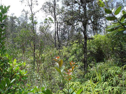 3rd image of Road 5 Lot 3822