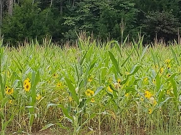 Wildlife Food Plots