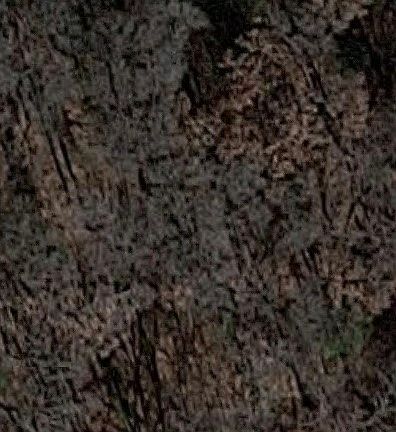 4th image of 1938 Live Oak Dr