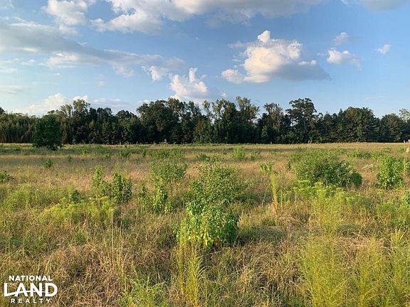 South View From Center of Property on Clark County, MS (Quitman) +/-54.6 Acre Property