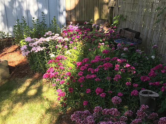 Beautiful flowers and vegies