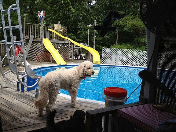 pool with 2 slides and de ck