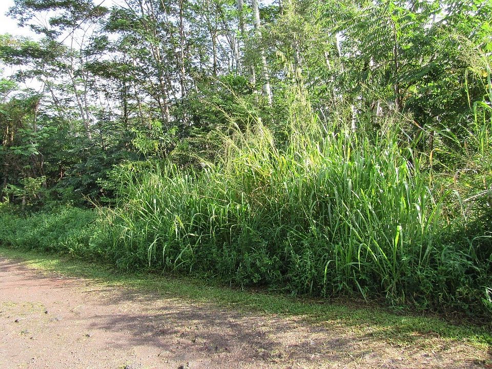 2nd image of King Kamehameha Blvd Lot 11