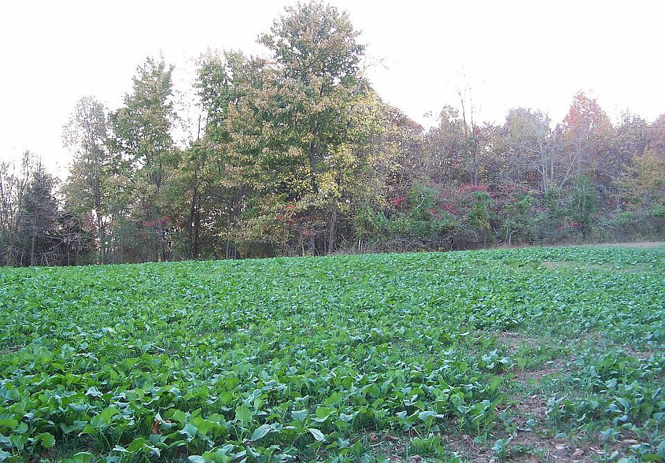 Great location for
food plot