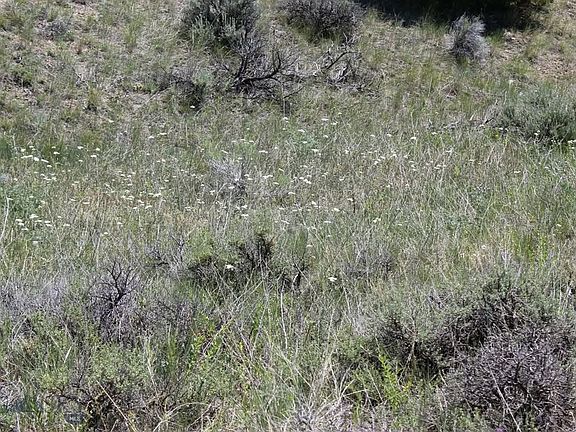 5th image of Silver Light Lode & Champion Lode