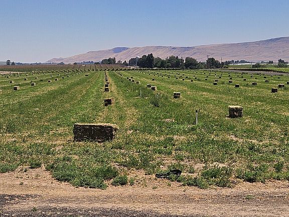 2nd image of 125498 W McCreadie