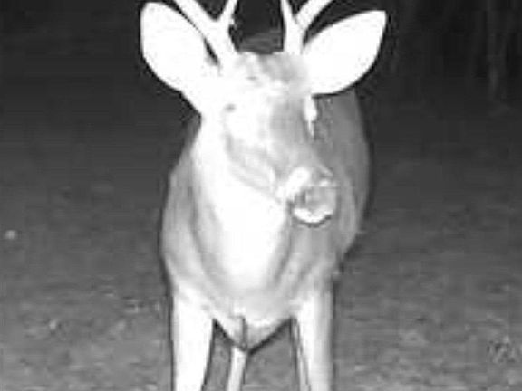 3rd image of 2779 Nelsontown Rd