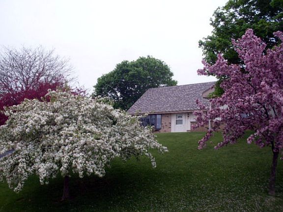 Crab apple trees in Spring