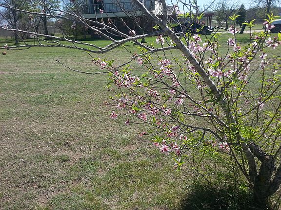 one of 2 peach trees