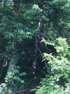 29063 White Hayes Creek Rd, Franklinton, LA, 70438