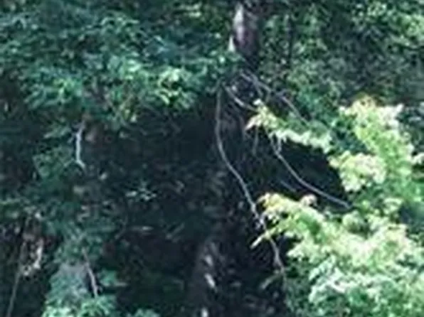 29063 White Hayes Creek Rd, Franklinton, LA 70438