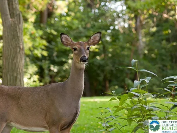 169 Yellow Run Rd, Jim Thorpe, PA 18229