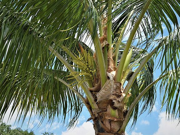 Coconut Tree Front