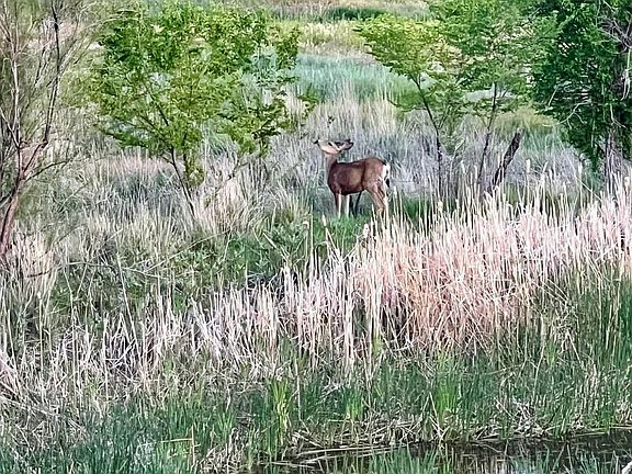 5th image of 4849 County Road 233