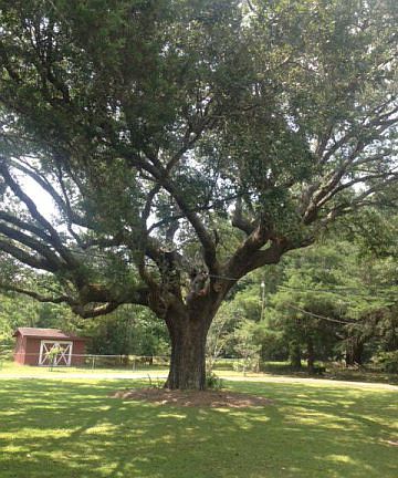 Beautiful Oak Tree