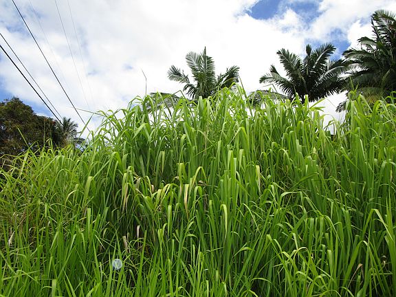 4th image of Puualaea Homestead Road A Lot 9-A-1