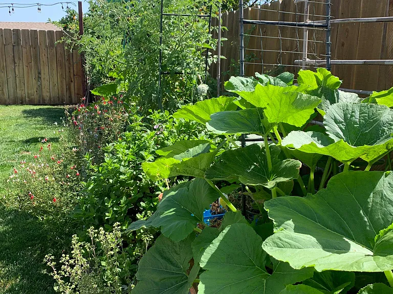 Garden boxes.