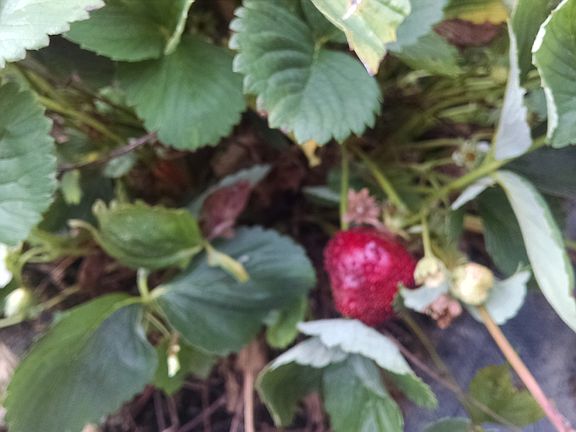 Strawberry patch