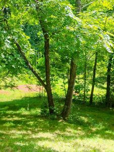 189 Gray Fox Rd, Franklin, NC, 28734