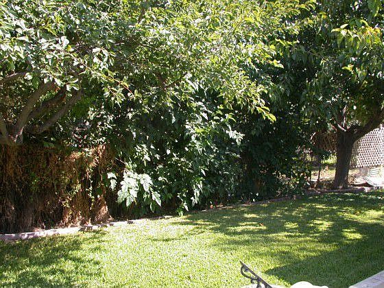 Side Yard looking back