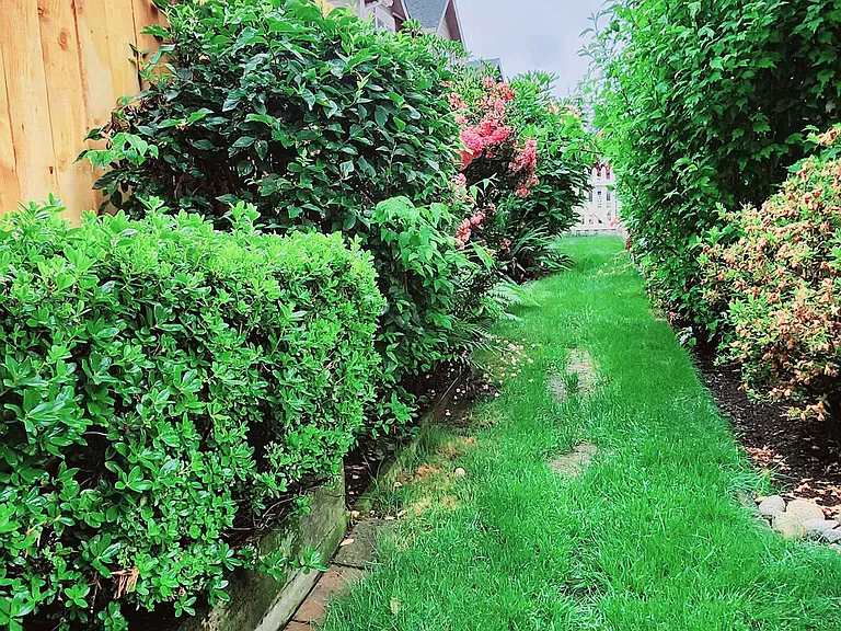 Backyard_4