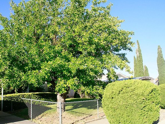 Front with apple tree "now"