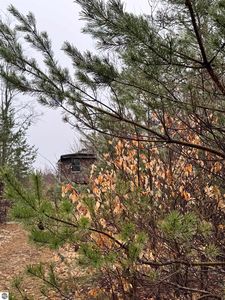 County Line Rd, Mancelona, MI, 49659