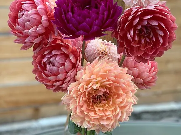 99 Banana 1/2 ST, Fruitland, MD 21826