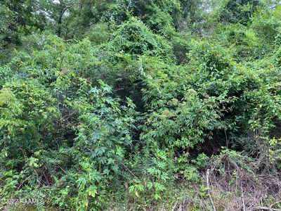 Marcia Ave, Abbeville, LA, 70510