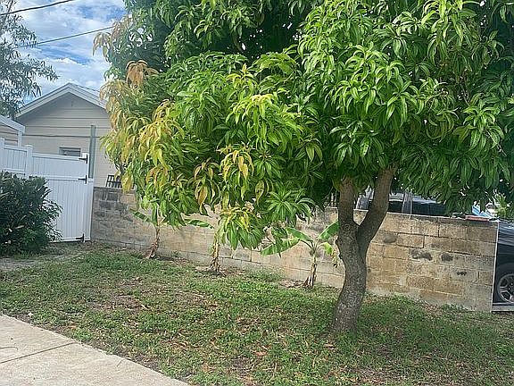 Mature mango tree.Very tasty