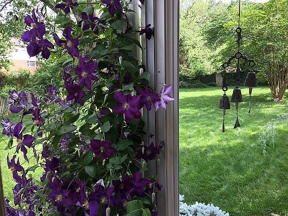 Clematis view from sunporch