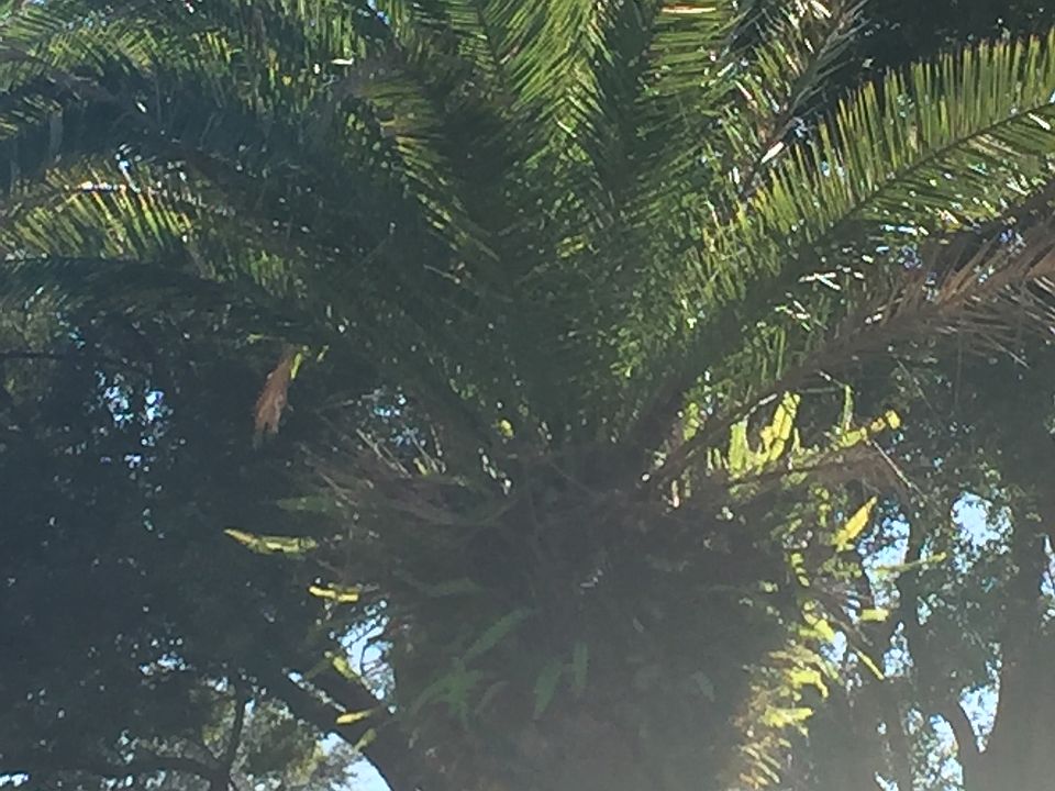 Tree in the front yard